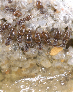 Close-up of a line of ants feeding on a gel bait placement.
