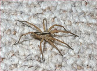 A tan spider with black stripes crawling on a carpeted floor.