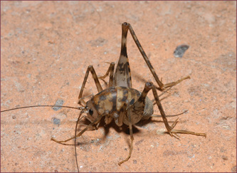 A wingless, long-legged cricket with long antennae.