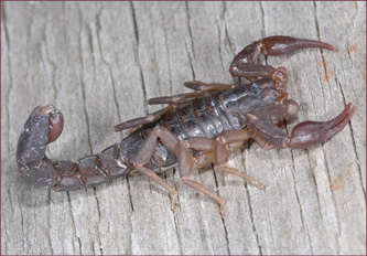 Close-up of a scorpion showing the stinger on its tail and pinchers held out front.