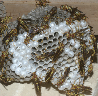A dozen or more brown and yellow wasps on a paper nest.