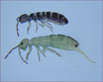 Microscope view of two springtails, one with furcula extended.