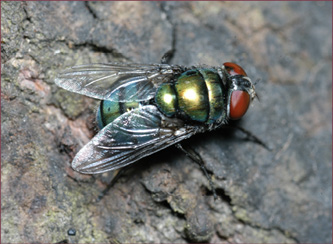 A metallic green fly with red eyes.