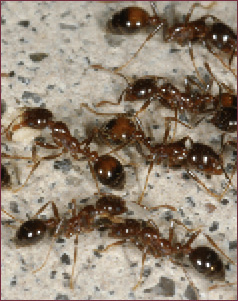 Close-up of fire ants on a trail, with one carrying a solid food item.