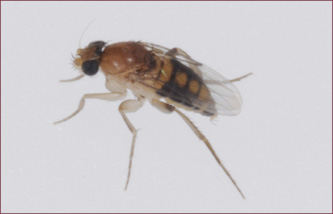 A small, somewhat humpbacked fly with dark eyes.