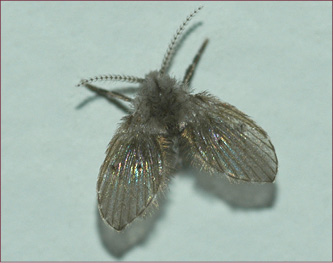 A gray, moth-like fly with broad, fuzzy wings.
