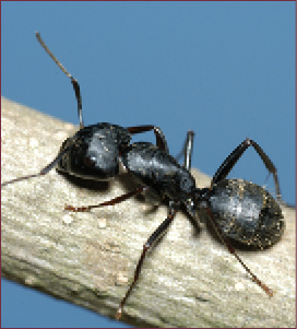 A large, black ant resting on a stick.
