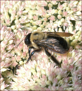 A single carpenter bee resting on a sedum bloom.