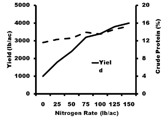 Yield increases substantially as nitrogen rates increase, while crude protein increases slightly.