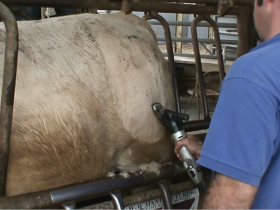 A person clips the hair on a cow's hip before laying a brand. 