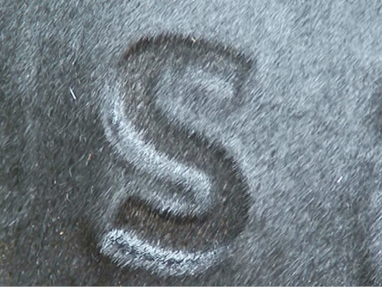 An S shaped brand is on a dark-haired animal.