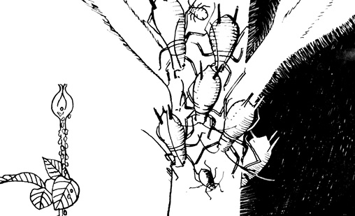 Black and white illustration of several insects on a stem. A zoomed out illustration is provided to the left.