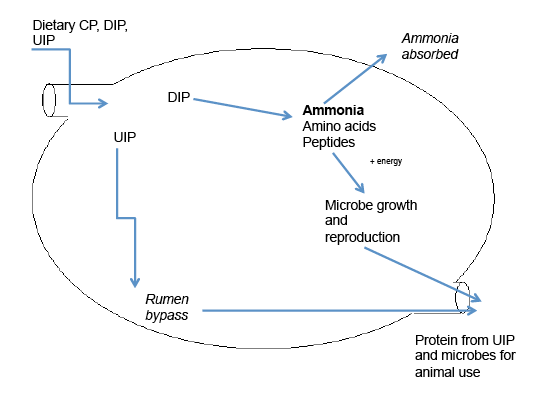 This drawing shows the protein digestion in the ruminant.