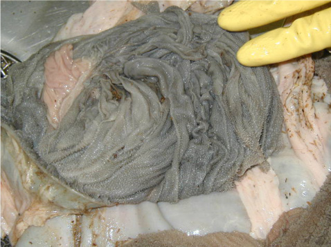 Interior lining of the omasum, revealing the "many piles" tissue folds in an 8-week-calf.