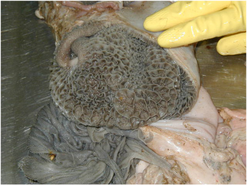 A grayish brown colored "Honeycomb" interior lining of the reticulum in an 8-week-old calf.