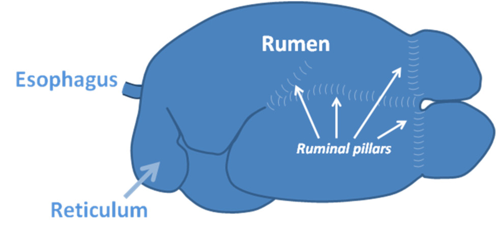A drawing showing the left-sided view of a ruminant digestive tract.
