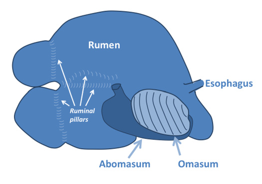 A diagram showing the right-sided view of a ruminant digestive tract. 