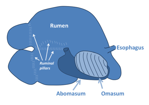 A diagram showing the right-sided view of a ruminant digestive tract.