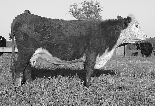 A high moderate (BCS 6) cow, described in caption.