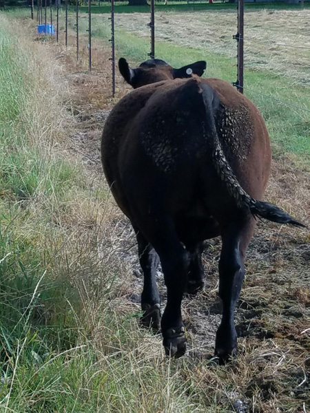 A brown cow with a bloat on its life side walks along a fence.