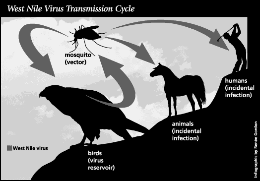 Gráfico que muestra un mosquito transmitiendo el WNV a un ave, que actúa como reservorio, lo que lleva a infecciones incidentales en animales y humanos.