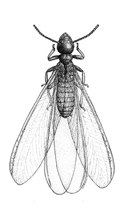Eastern subterranean termite swarmers have the same features as workers, but their bodies are slimmer and they have two pairs of wings that are about twice as long as their bodies.