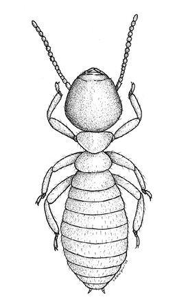 Eastern subterranean termite workers have oblong bodies, round heads, three pairs of legs, and two antennae. 