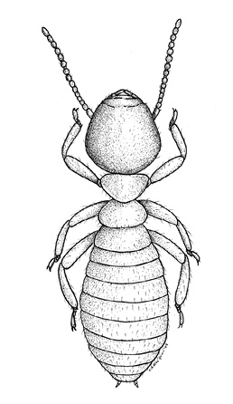 Eastern subterranean termite workers have oblong bodies, round heads, three pairs of legs, and two antennae.