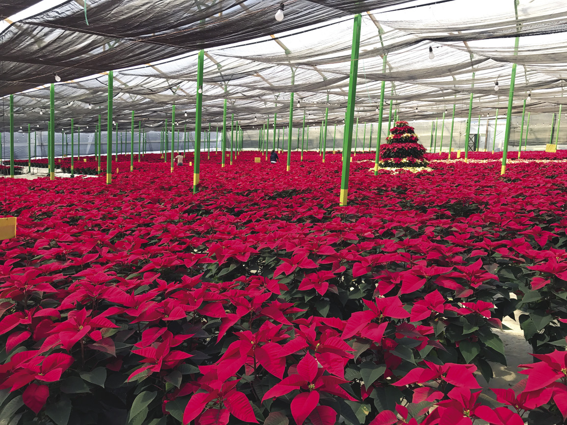 Hundreds of potted, red poinsettias grow in a greenhouse.