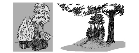 Two line drawings of plants in the shade. In one, the plants are still in their containers, and in the other, they are under a large tree and have mulch piled at their bases.