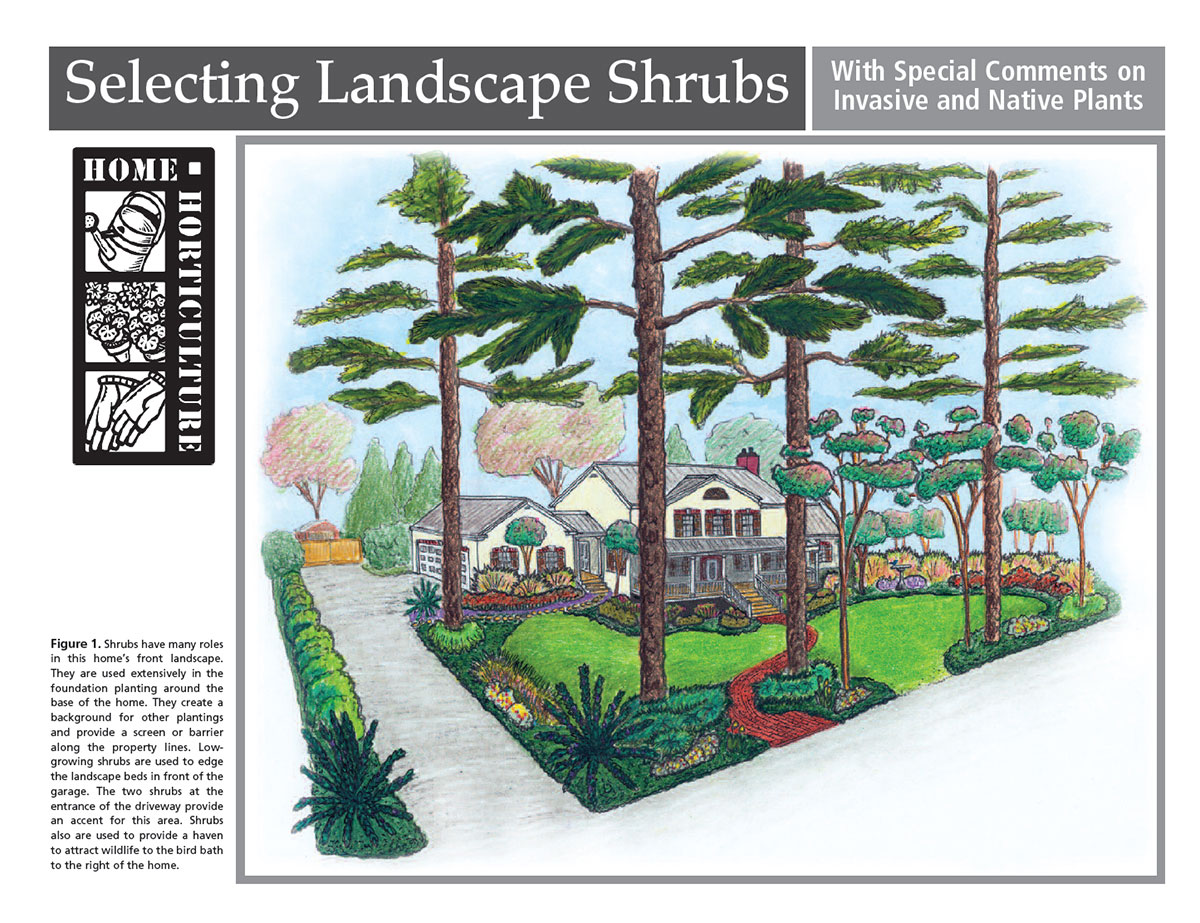 A drawing of a front yard landscape using shrubs.