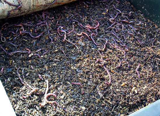 Several red worms are in a shaded region of a bin filled with organic material.
