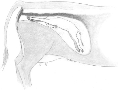 Calf’s front legs are stretched toward the birth canal and head is turned down.