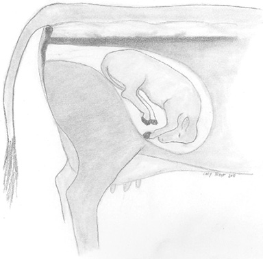 Calf is facing down with all four legs under its body and its rear end entering the birth canal first.