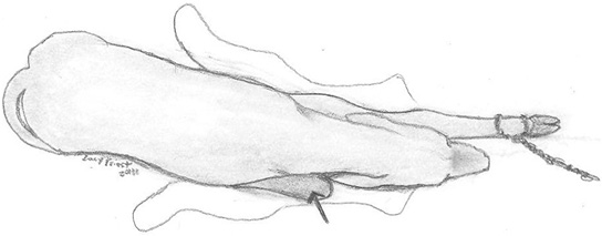 View from above of the calf as positioned in the cow’s pelvis. One front leg is stretched out front with a chain attached to it, but the other front leg is under the calf’s body.