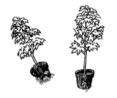 Two small trees in containers. One has roots protruding from the bottom of the container and one has roots encircling the soil.