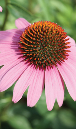 Pink flower with orange center.