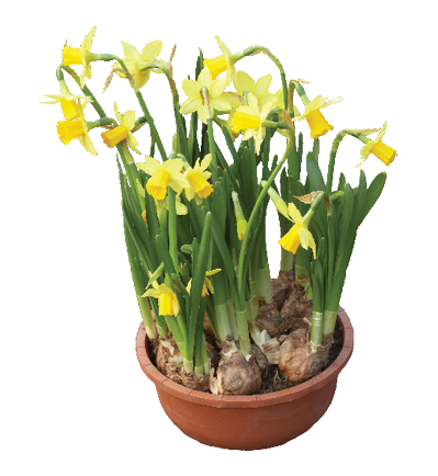 Daffodils are one of the easier bulbs to force into bloom.