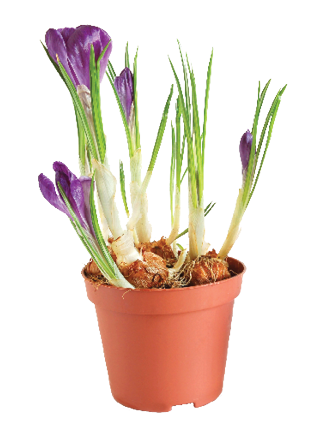 Crocus is a cold-hardy bulb that can be forced to bloom early.
