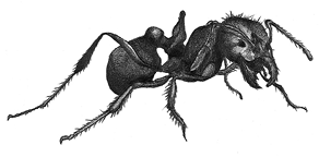 red imported fire ant