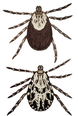 Two ticks on a white background. The female is mostly solid brown, and the male is more mottled white and brown.