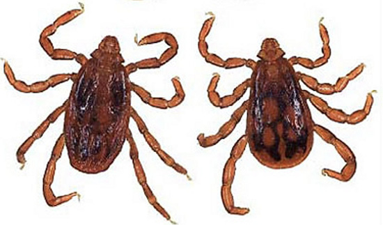 Two reddish ticks with curled legs on a white background.