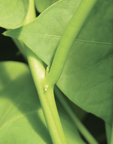 White bump on green sweet potato stem.