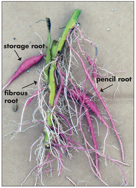 Sweet potato stem with roots labeled "storage root," "fibrous root," and "pencil root."