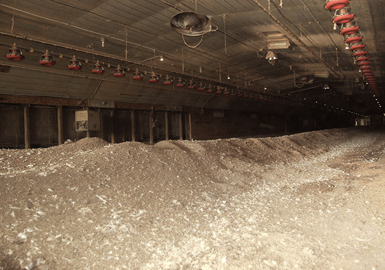 Interior of a poultry house with litter mounded into a row.