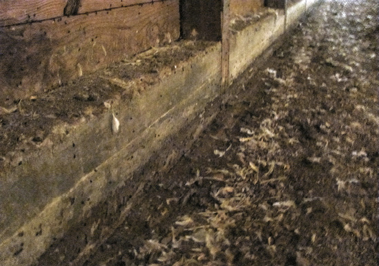 The side wall of a poultry house with the litter raked away from the wall.