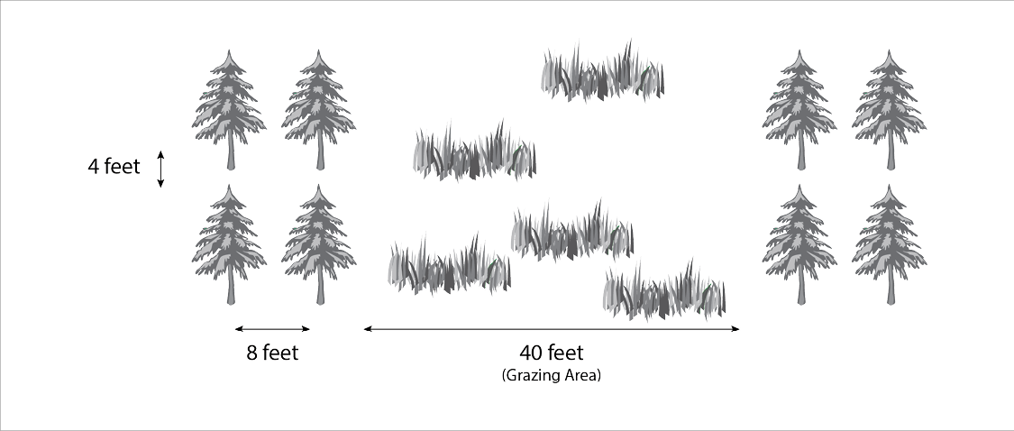Four trees separated by four feet vertically and eight feet horizontally, with forty feet of grazing area separating two-tree row plantings.
