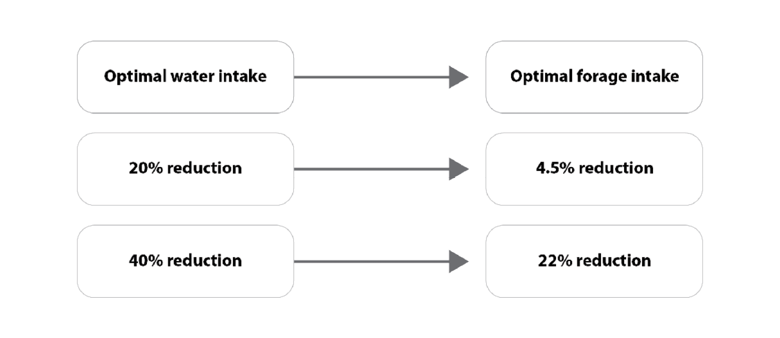 A 20 percent water intake reduction can lead to a 4.5 percent forage intake reduction; a 40 percent water reduction intake can lead to a 22 percent forage intake reduction.