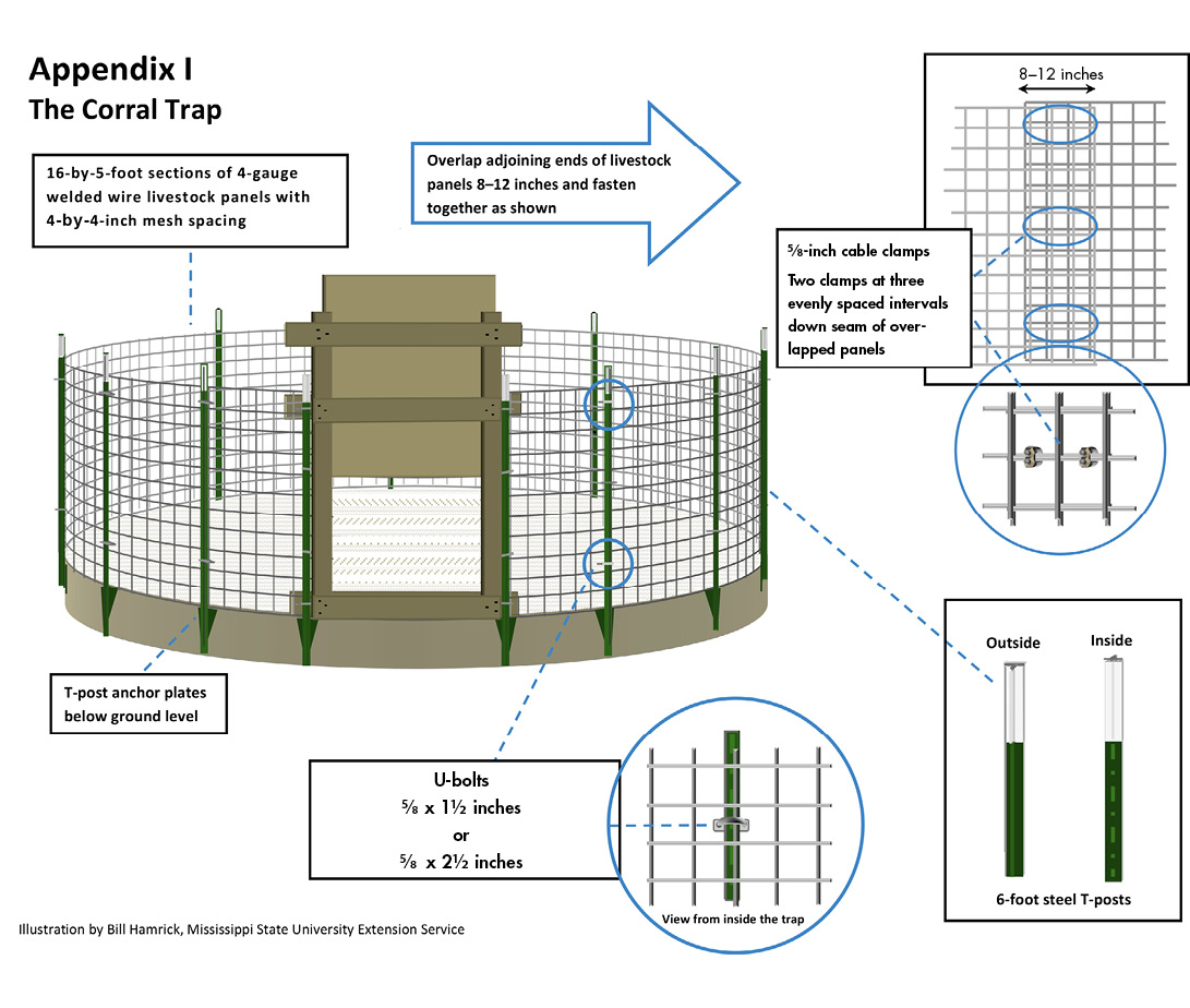 Appendix I. How to assemble a corral trap. T-posts with belowground anchor plates are spaced evenly in a circle. 16-by-5-foot sections of 4-guage welded wire livestock panels with 4-by-4-inch mesh spacing make up the walls. U-bolts hold the walls to the T-posts. Adjoining ends of the livestock panels are overlapped 8 to 12 inches and fastened together with two cable clamps placed at three evenly spaced intervals down the seam.