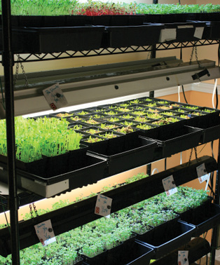 Shelves holding a variety of different green plants in plastic containers.
